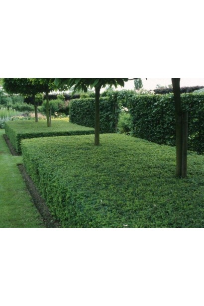 Жимолость блискуча